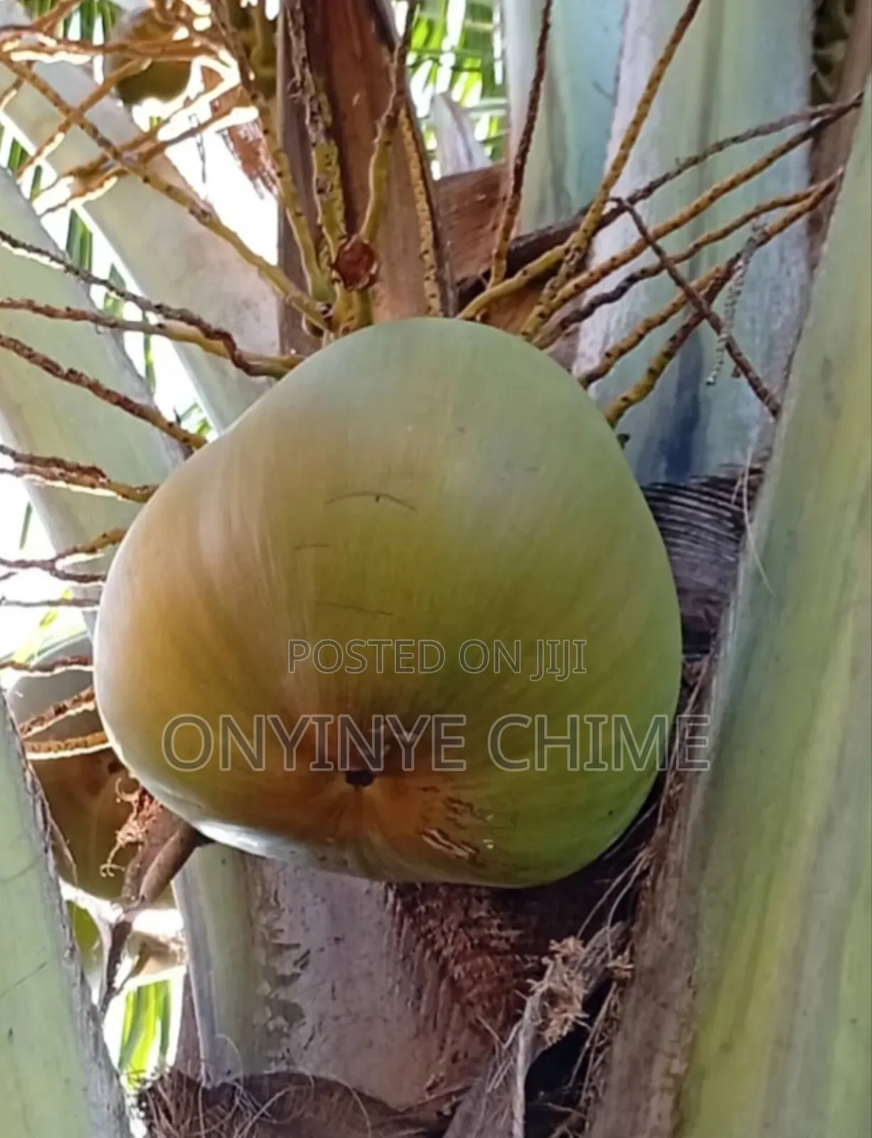 Jumbo Coconut Seedlings