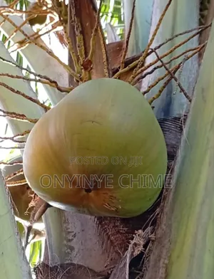 Jumbo Coconut Seedlings