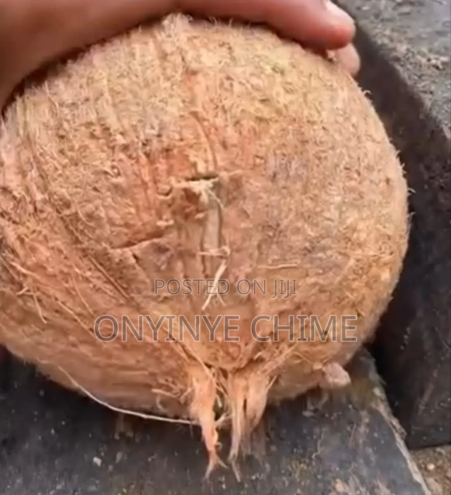 Jumbo Coconut Seedlings