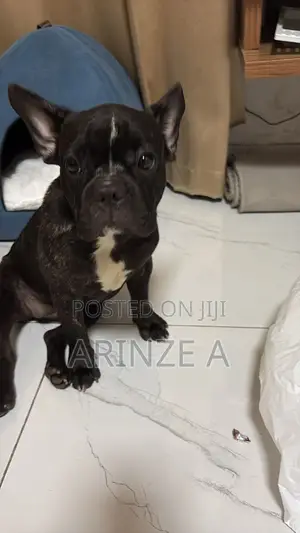 3-6 months Female Purebred French Bulldog