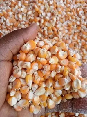 Cheapest Red Maize Deal Right Now