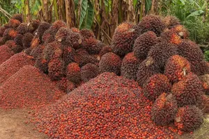 Palm Crest Phase 3 We Farm You Earn