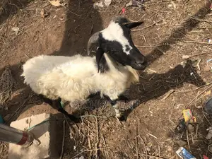 White And Black Ram
