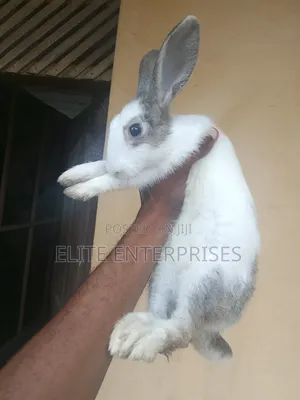 Dutch Bunnies