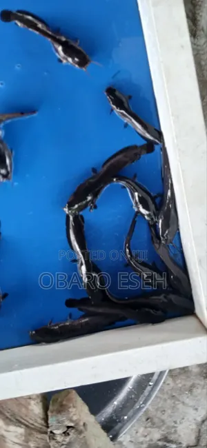 Best Catfish Seedlings