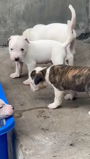 1-3 months Female Purebred American Pit Bull Terrier