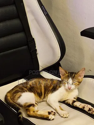 3-6 months Female Purebred Tabby