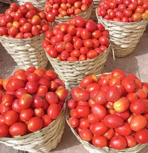 Utc Tomatoes