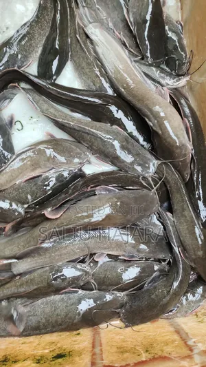 Fresh Catfish