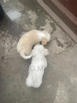 1-3 months Male Purebred Lhasa Apso