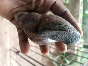 Live Big Snails In Lucky Fiber Ikorodu