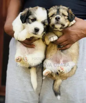 1-3 months Female Purebred Lhasa Apso