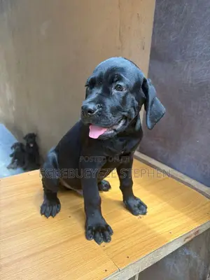 1-3 months Male Purebred Cane Corso