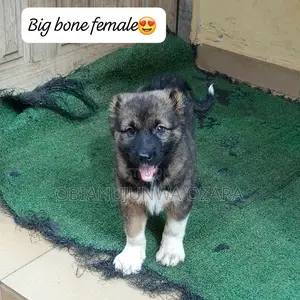 1-3 months Female Purebred Caucasian Shepherd