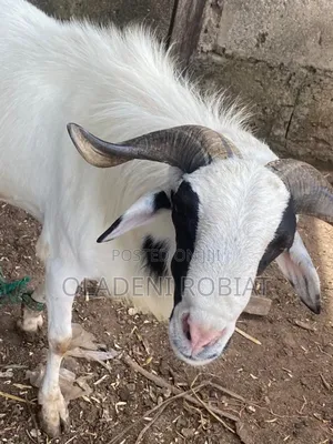 Price Well-Grown Ram – Ready for Slaughter or Breeding