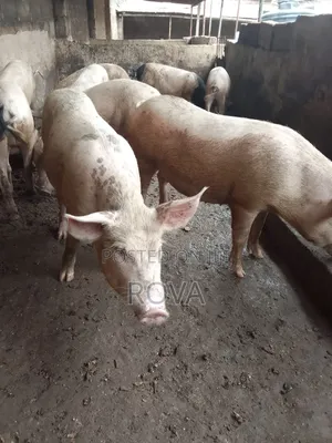 Inpigs for Sale