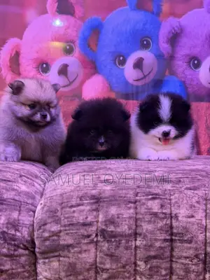 1-3 months Male Purebred Pomeranian