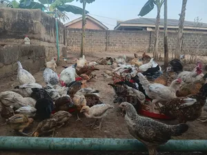 Local Chicken for Sale