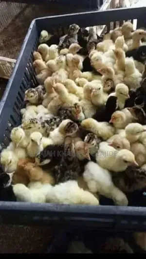 Day Old Chicks for Sale