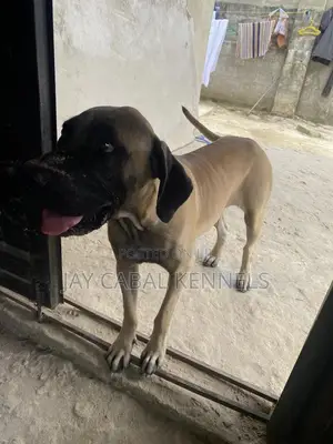 1+ year Female Purebred Presa Canario