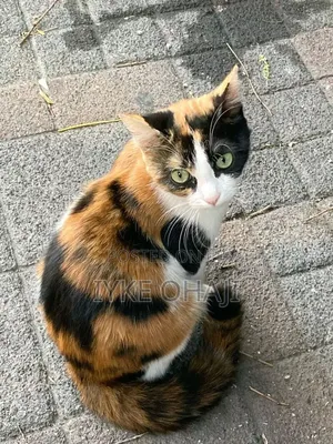 1-3 months Female Purebred American Shorthair