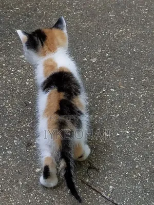 1-3 months Female Purebred American Shorthair