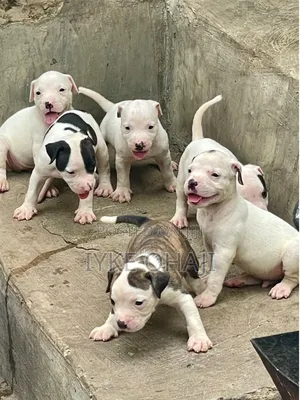 1-3 months Male Purebred American Pit Bull Terrier