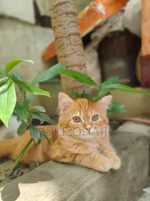 1-3 months Female Purebred American Shorthair