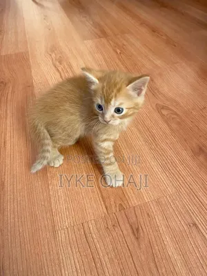 1-3 months Male Purebred American Shorthair