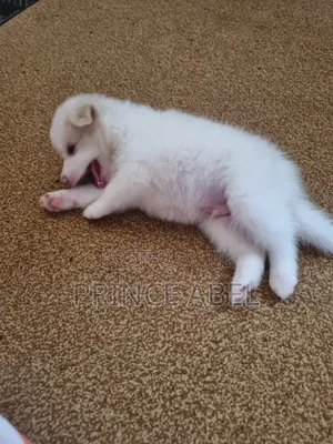 0-1 month Male Purebred American Eskimo