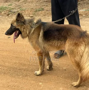 6-12 months Female Purebred German Shepherd