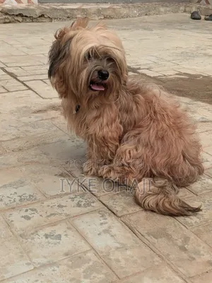 1+ year Female Purebred Lhasa Apso