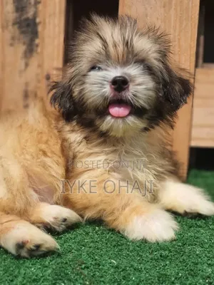 1-3 months Female Purebred Lhasa Apso