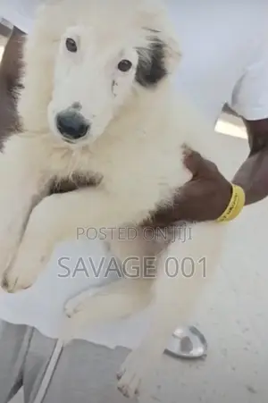 1-3 months Male Mixed Breed German Shepherd