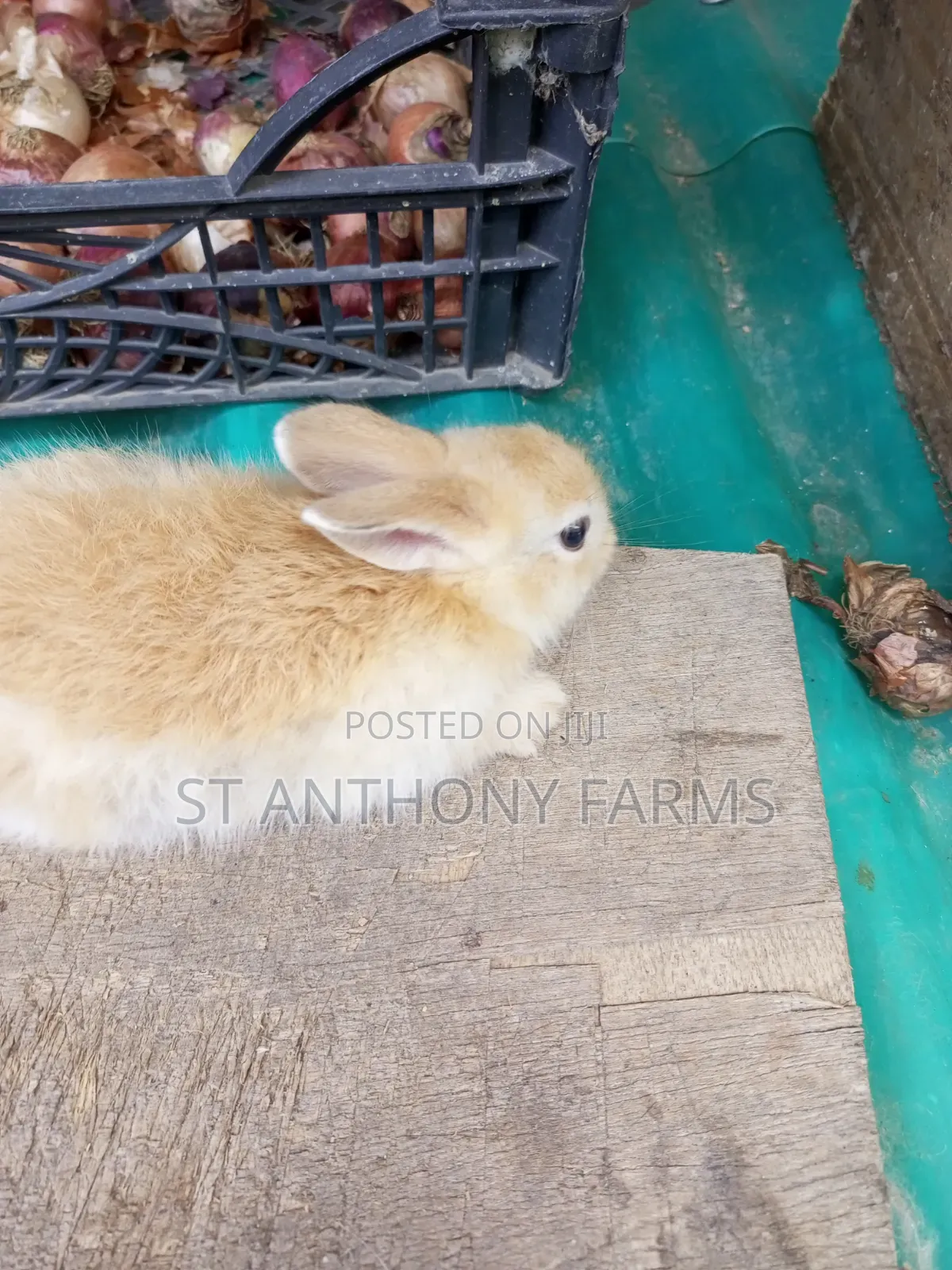 Matured Bunnies