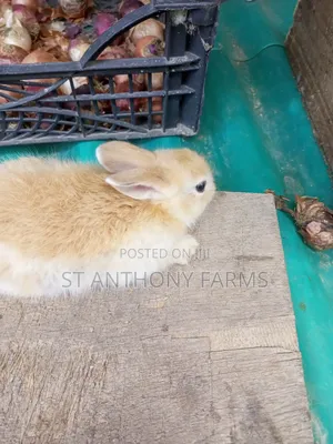 Cute Bunnies