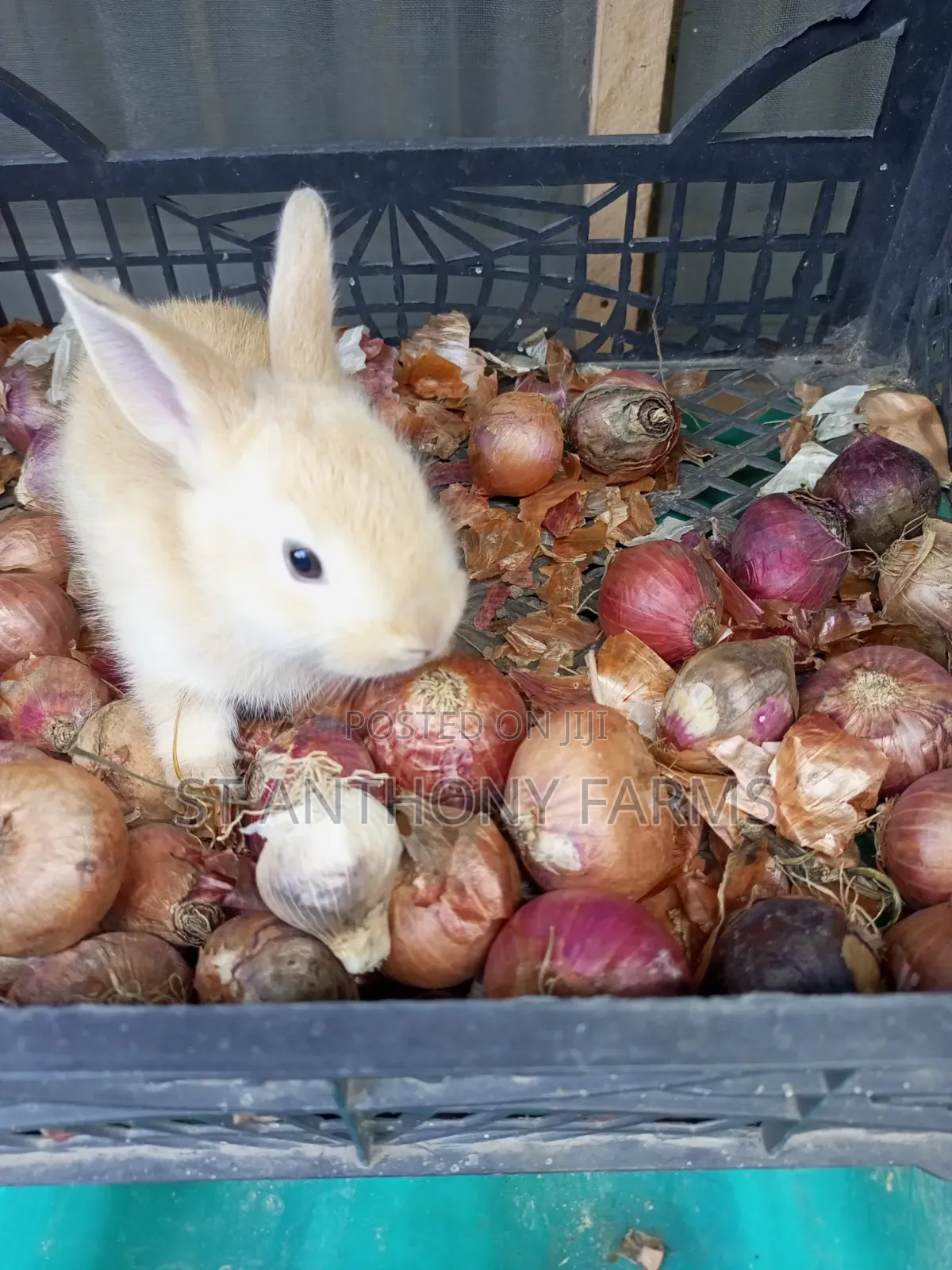 Matured Bunnies