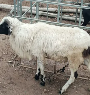 Very Clean Ileya Ram