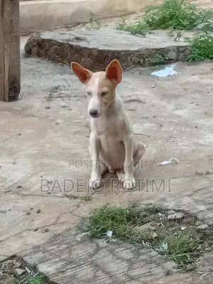 1-3 months Male Purebred Mutt