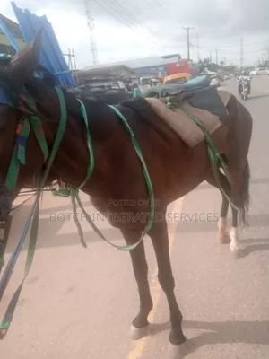 Rent Horse for Events