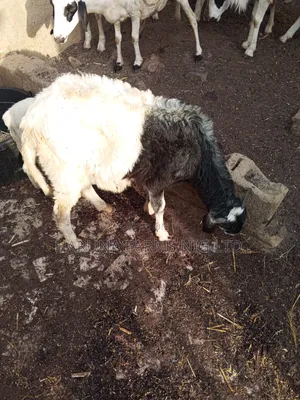 Rams for Sale