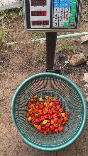 Habanero Pepper ( Mawenzili)Available For Sale. Up To 10kg Available