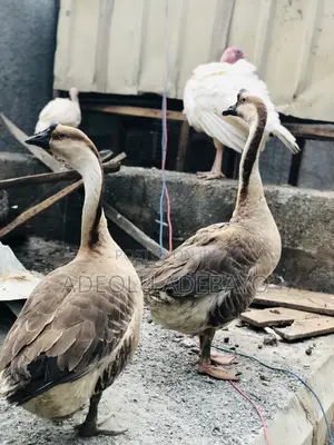 Pair of Chinese Geese