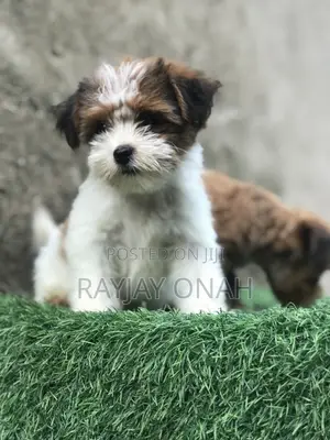 1-3 months Male Purebred Lhasa Apso