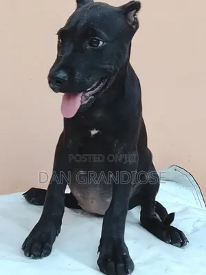 1-3 months Female Purebred American Pit Bull Terrier