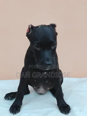 1-3 months Male Purebred American Pit Bull Terrier
