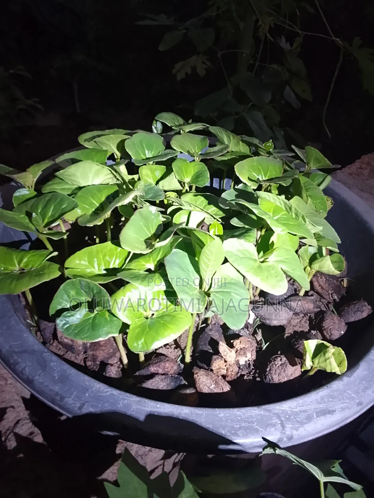 Almond Seedlings