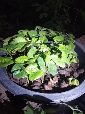 Almond Seedlings