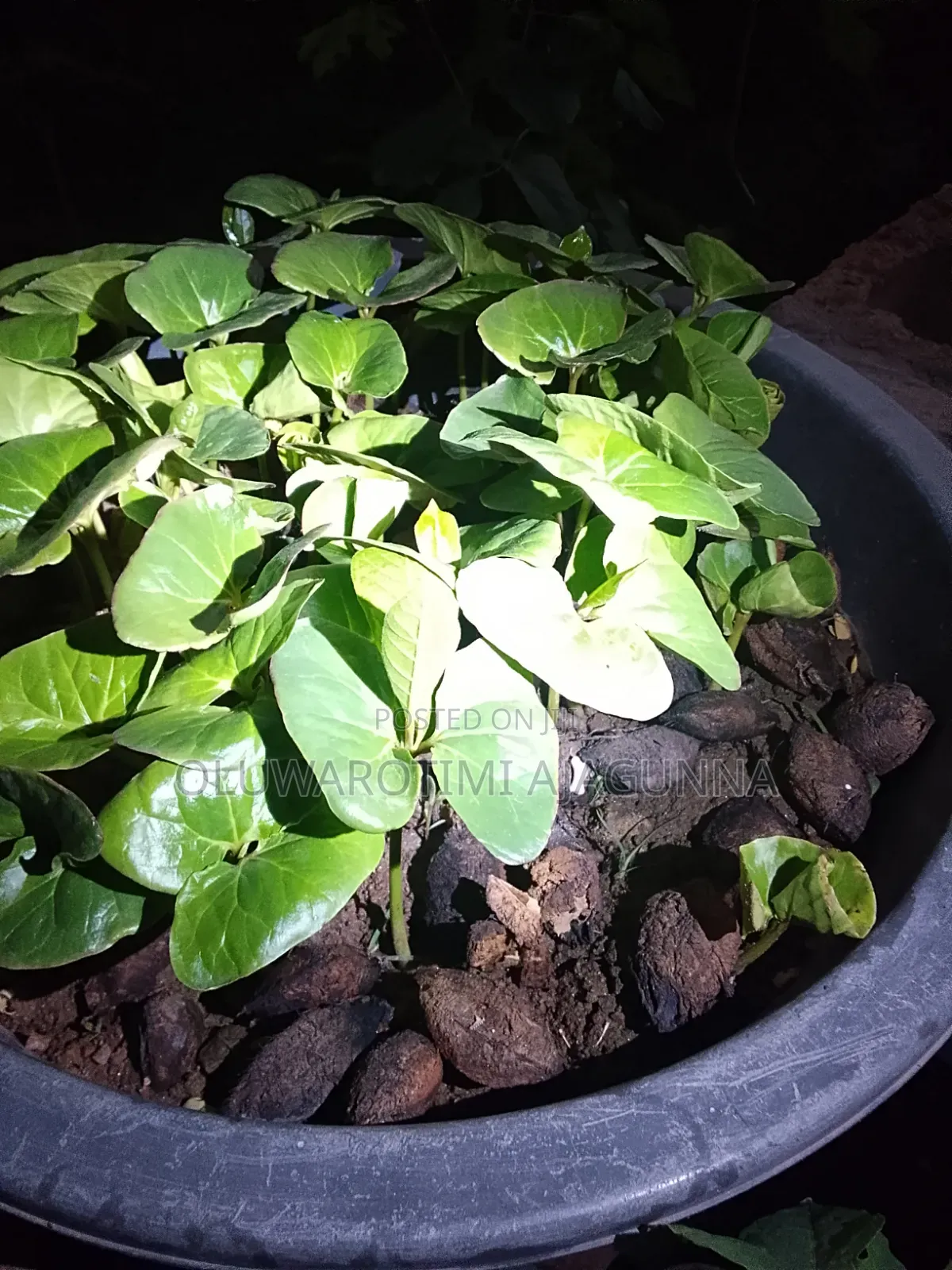 Almond Seedlings