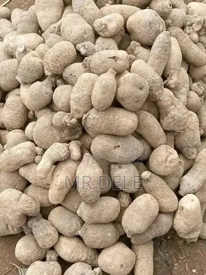Benue Yam Tubers, Yam Seedlings